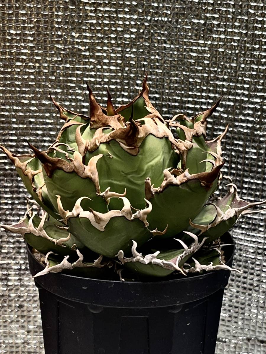 親株コレクション株アガベ チタノタ オテロイ 実生 検) シーザー