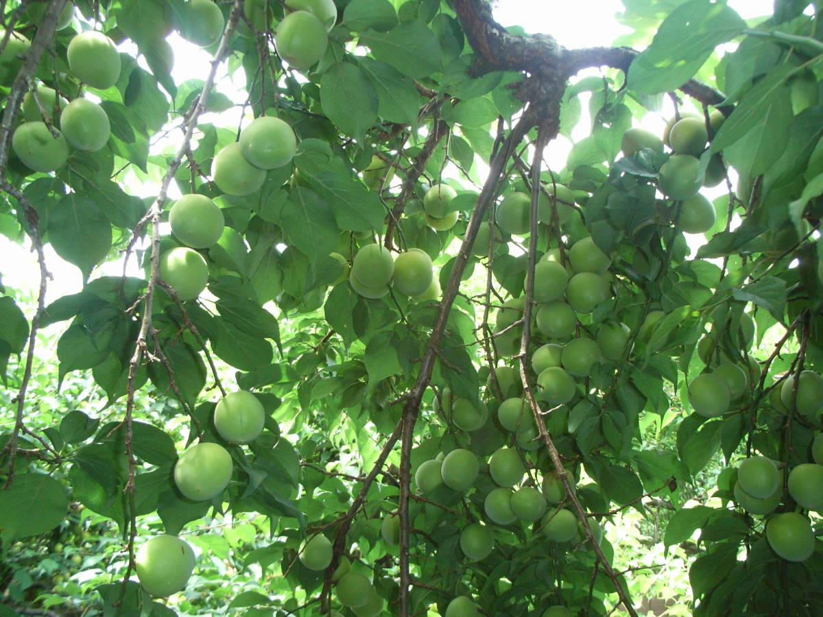 青梅 南高梅 5kg 秀品 和歌山県産 5月下旬より出荷 梅酒作り用 L~3L 