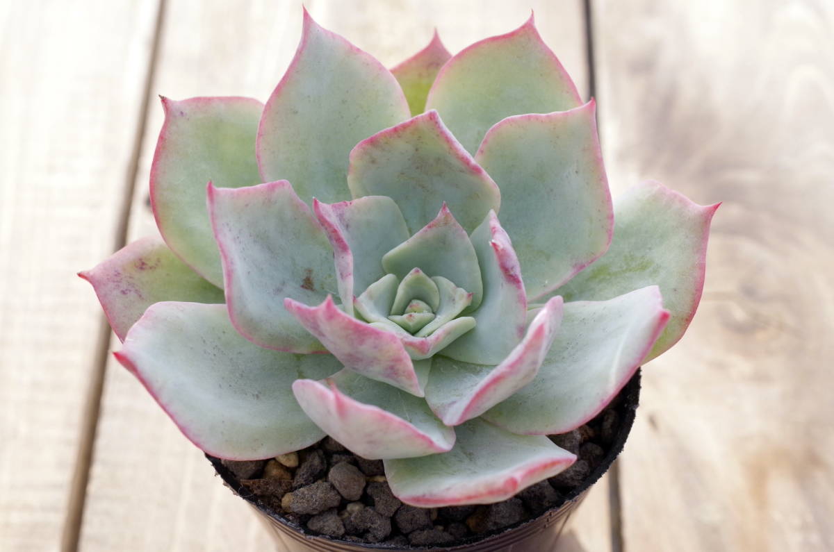レア原種 エケベリア ロザノイ Echeveria lozanoi 原種 多肉植物 自家