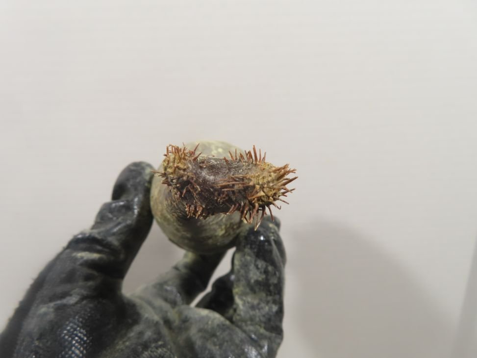 ラ1045 「塊根植物」パキポディウム グラキリス SS 抜き苗【最新到着