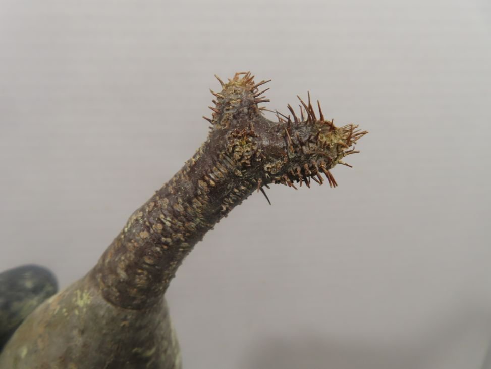 グラキリス 塊根植物 ラ1045 「塊根植物」パキポディウム グラキリス SS 抜き苗【最新到着