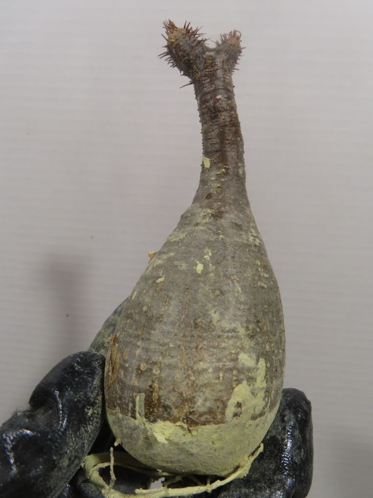 グラキリス 塊根植物 ラ1045 「塊根植物」パキポディウム グラキリス SS 抜き苗【最新到着
