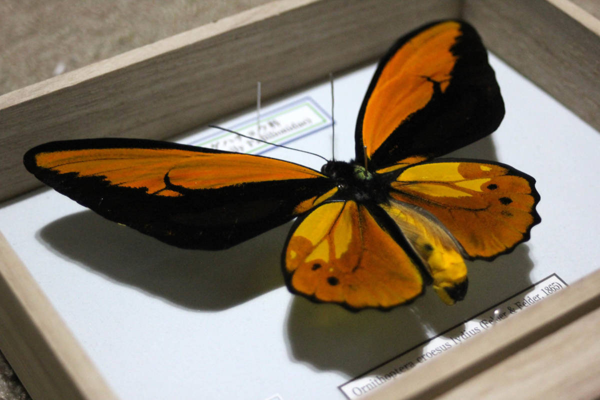 蝶標本 アカメガネトリバネアゲハ（♂） アカメガネトリバネアゲハ