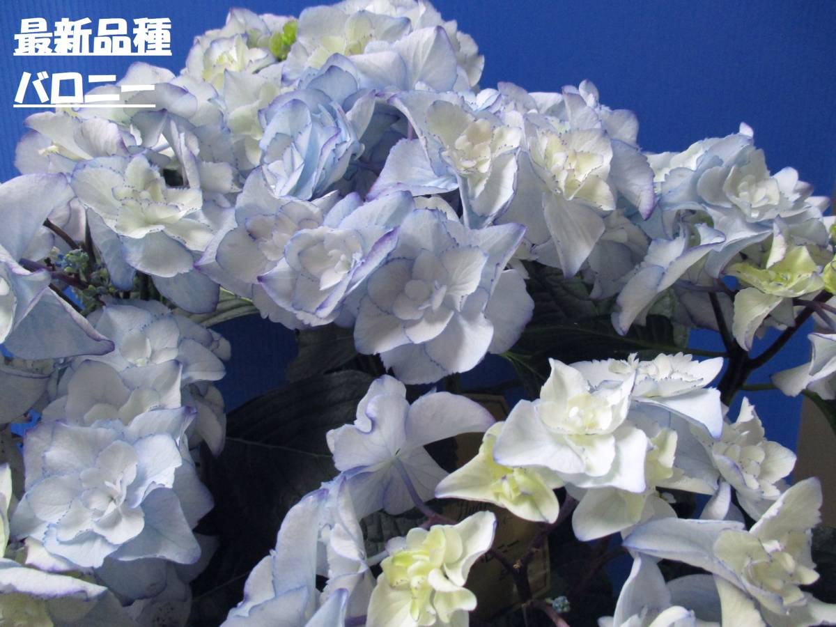 最新品種☆彡坂本ブランド　バロニー　　５号　B