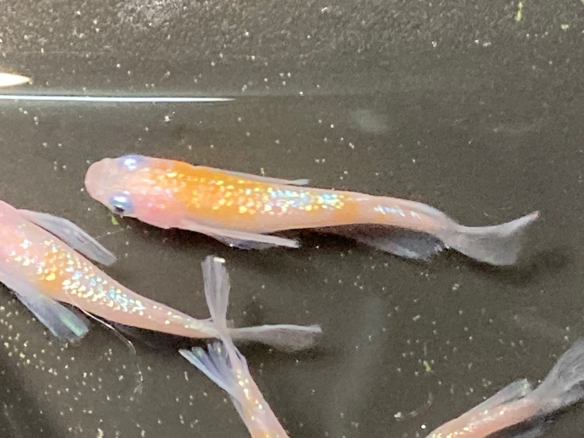 (予約用)王華種親グレード2ペア 上州めだか 王華 メダカの通販 種親グレード1ペア | Yahoo