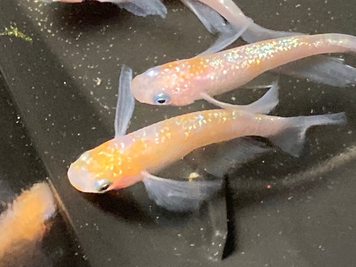 上州めだか 王華 メダカの通販 種親グレード1ペア | Yahoo