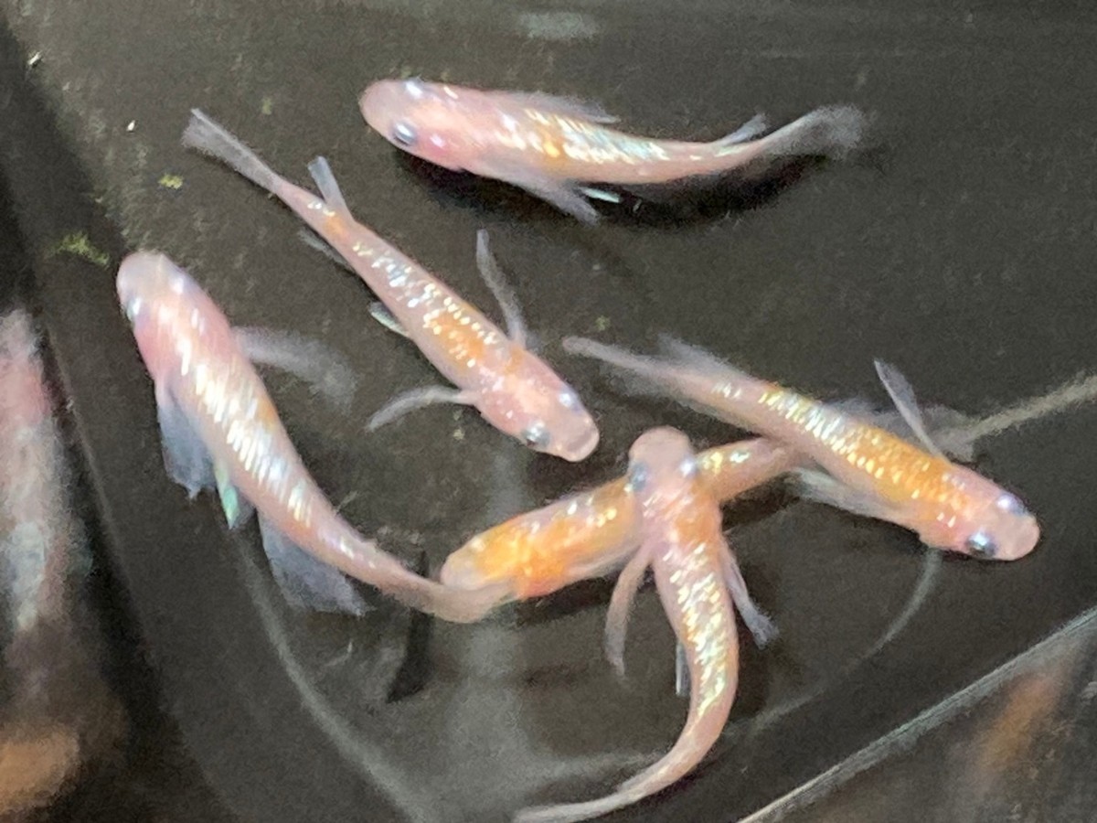 上州めだか 王華 メダカの通販 種親グレード1ペア | Yahoo
