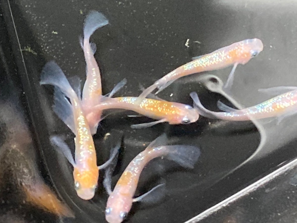上州めだか 王華 メダカの通販 種親グレード1ペア | Yahoo