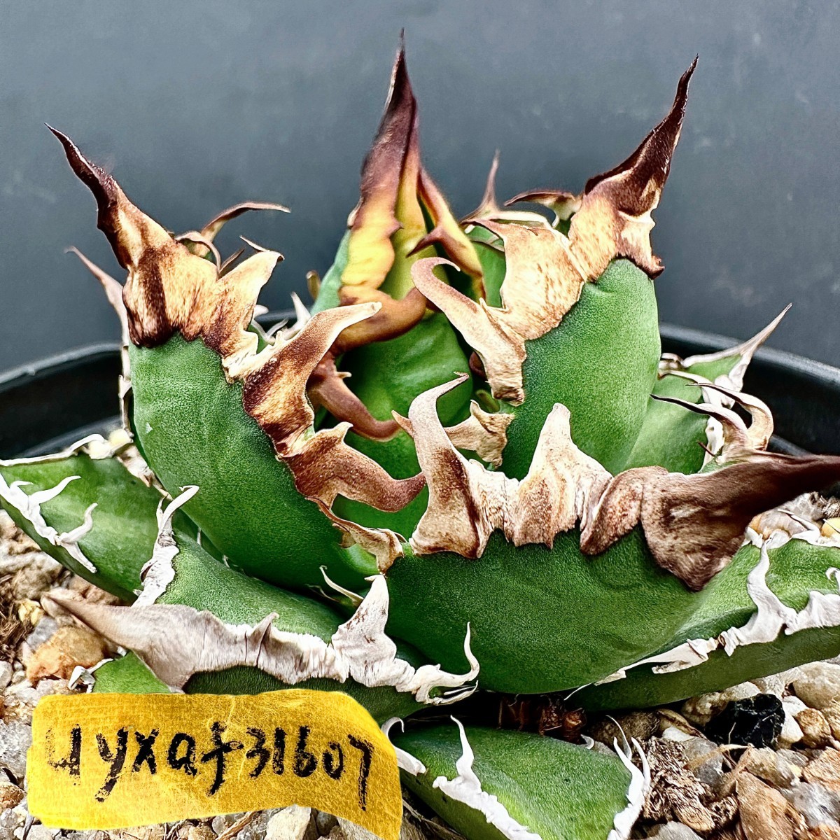 T22 激レア高級品種 アガベ チタノタ シーザー super caesar 極上強棘