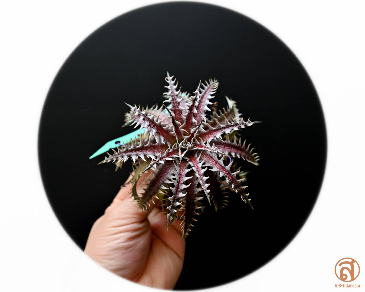 S-Dyckia -ディッキア-10-Southern Star x 4JOS xxx 1-2 【公式通販】