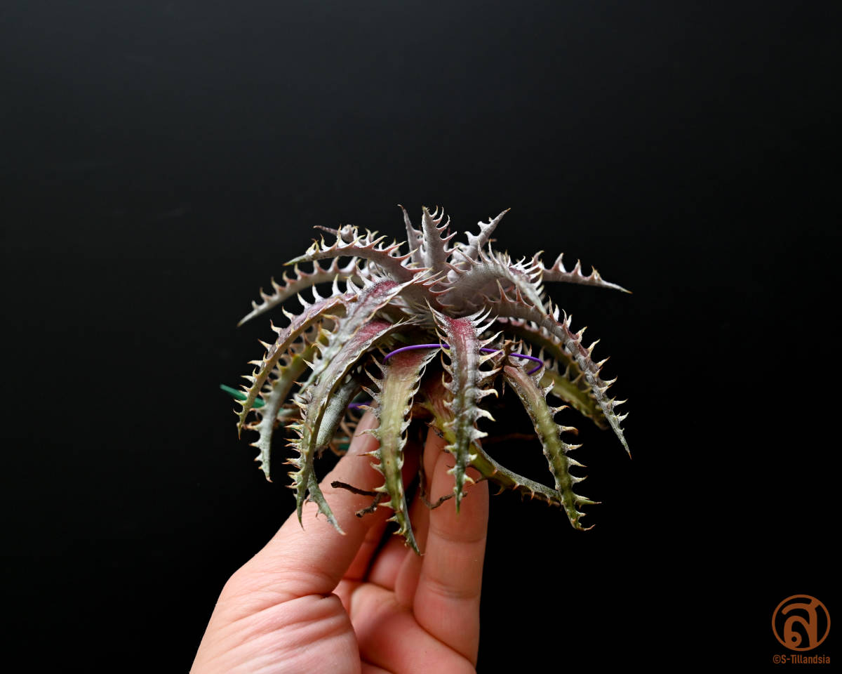 S-Dyckia -ディッキア-10-Southern Star x 4JOS xxx 1-2 【公式通販】