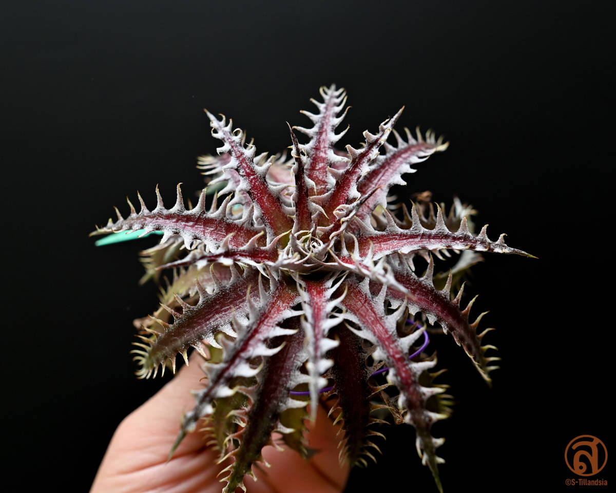 S-Dyckia -ディッキア-10-Southern Star x 4JOS xxx 1-2 【公式通販】
