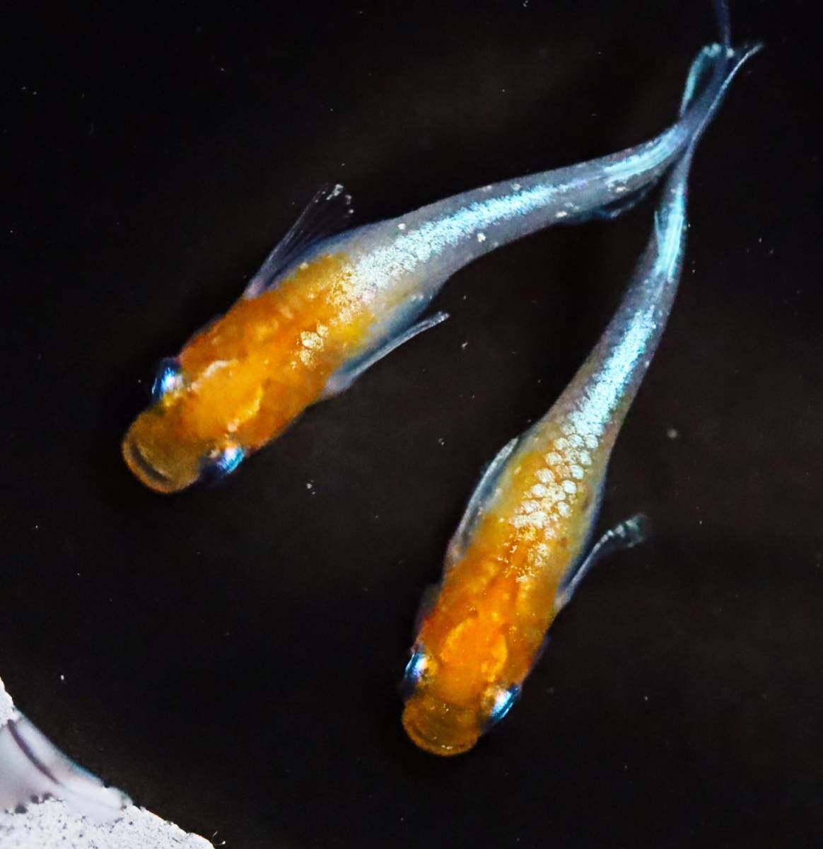 丸長メダカ B3【 ダイアナ妃　西郷めだか様直系　種親クラス　若魚 】2匹！ メス 1匹、オス 1匹！ めだか 現物出品！