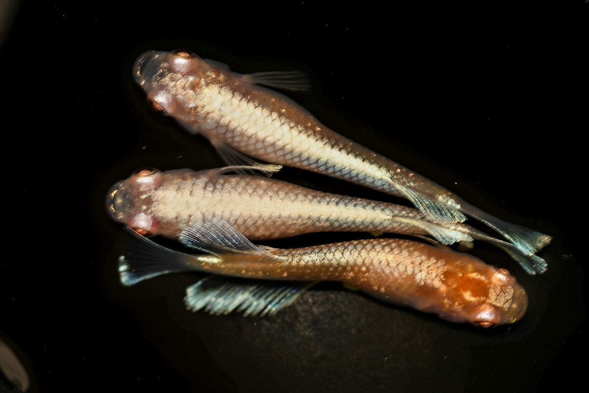 【めだか屋さくら】レッドクリフアルビノ　♂1♀2　Mサイズ《5月24日発送》No.2