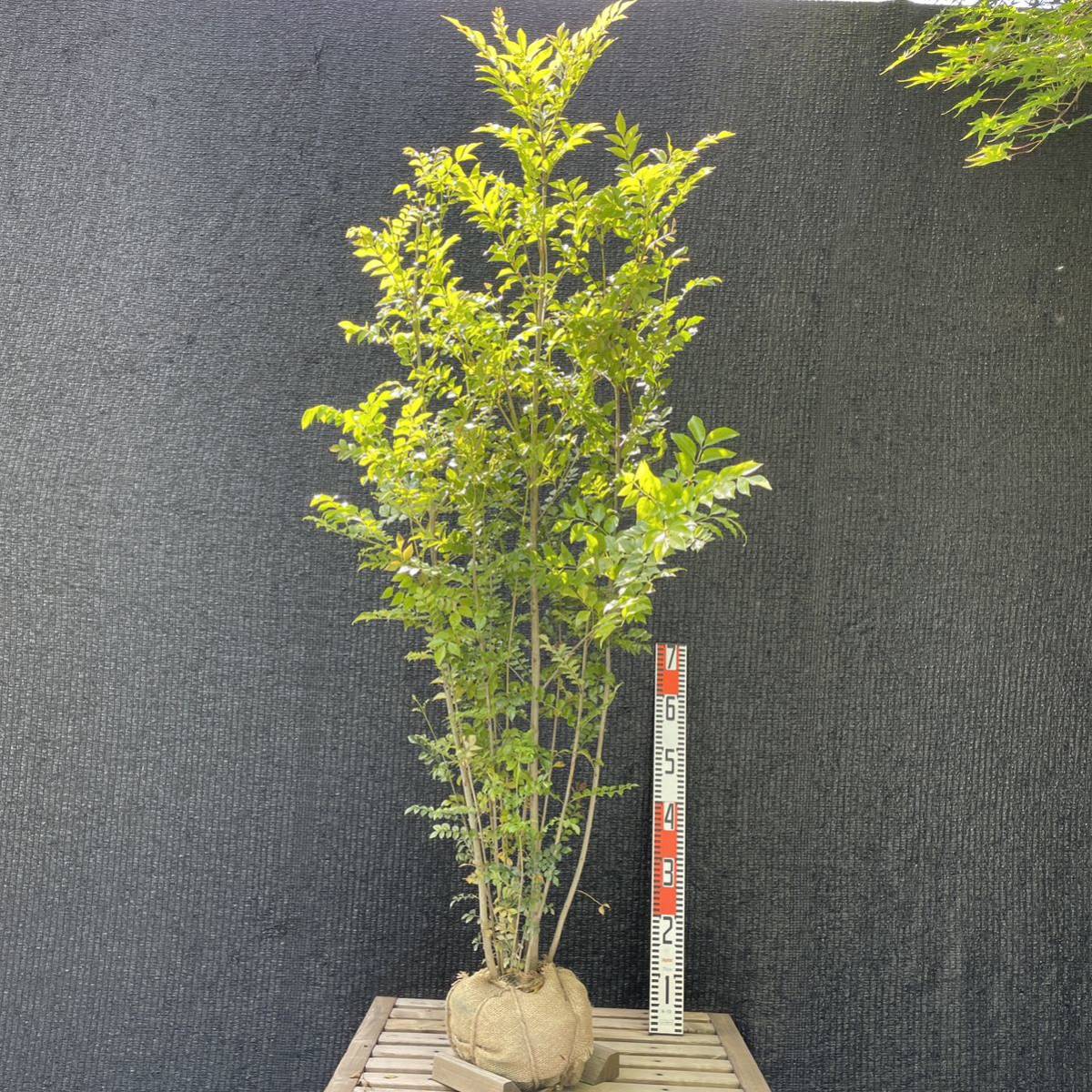 シマトネリコ・大株/株立ち【品番1694】庭木・植木・鉢植え
