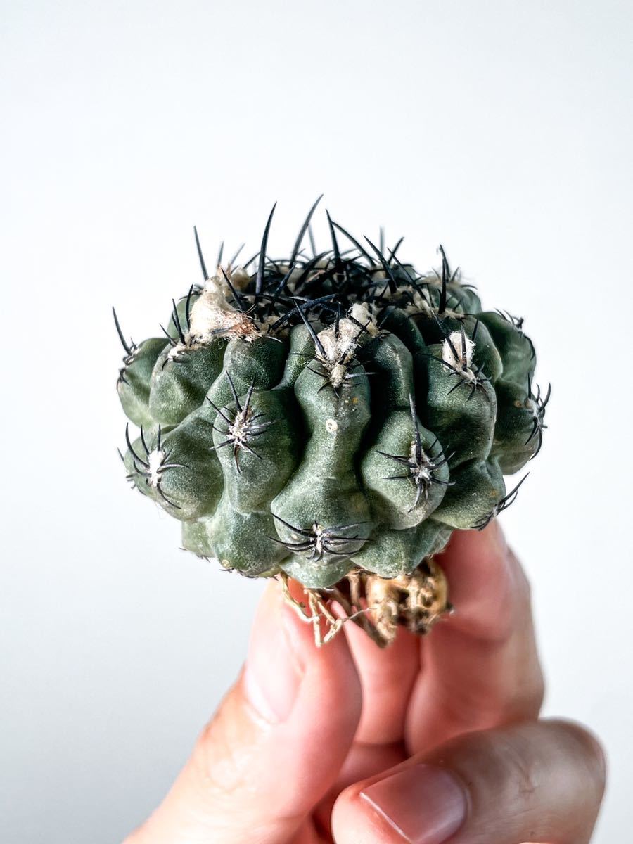 3 Eriosyce napina 豹頭 エリオシケ ナピナ(サボテン 多肉 塊根植物