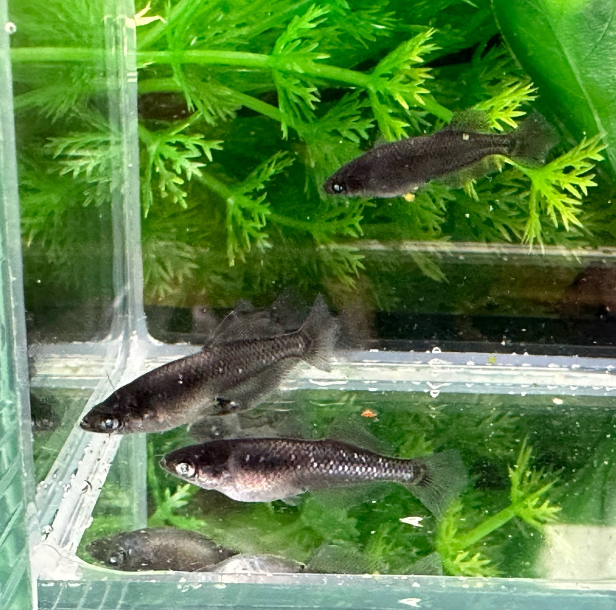 若魚 [メダカ生体 10匹＋2〜3匹 黒天幻龍メダカ : |