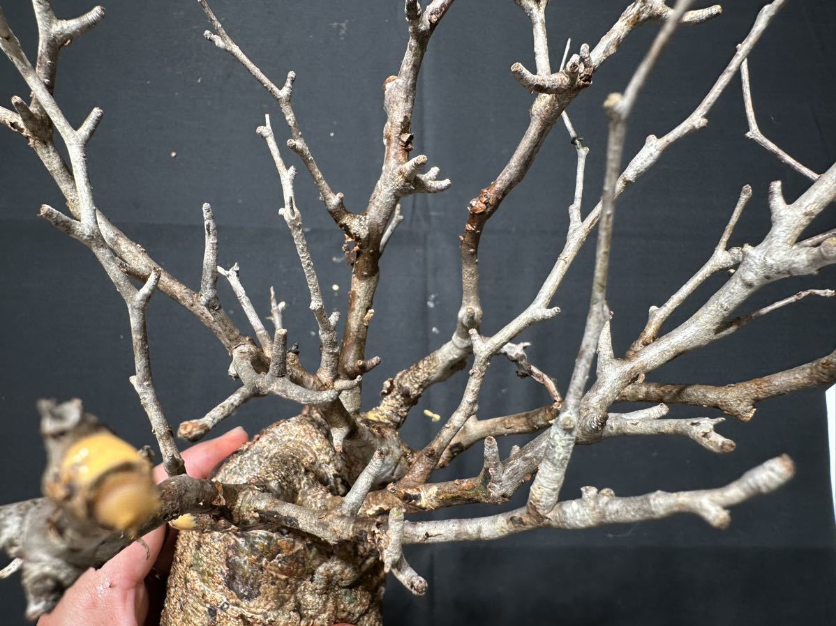 オペルクリカリア パキプス ベアルート株A−24 CP124 オペルクリカリア