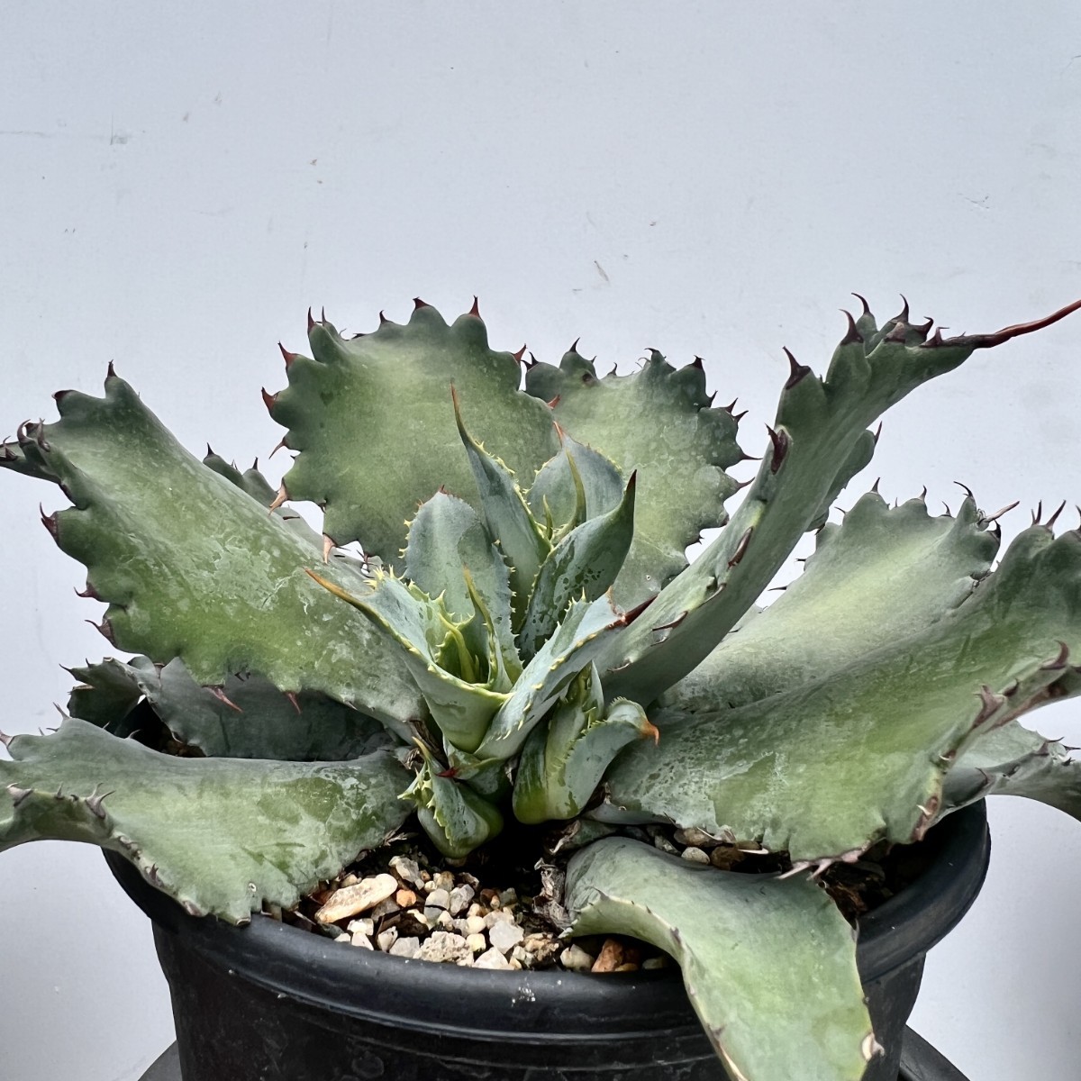 B15 アガベ 多肉植物 'Spawn'×イシスメンシス×グアダラハラナ 超 B15 アガベ 多肉植物 'Spawn'×イシスメンシス×グアダラハラナ 超