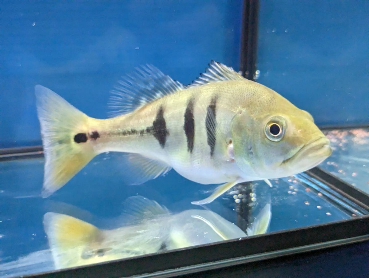 toto fish キクラ モノクルス 約16cm 食欲旺盛 発色きれい サイズ良し 