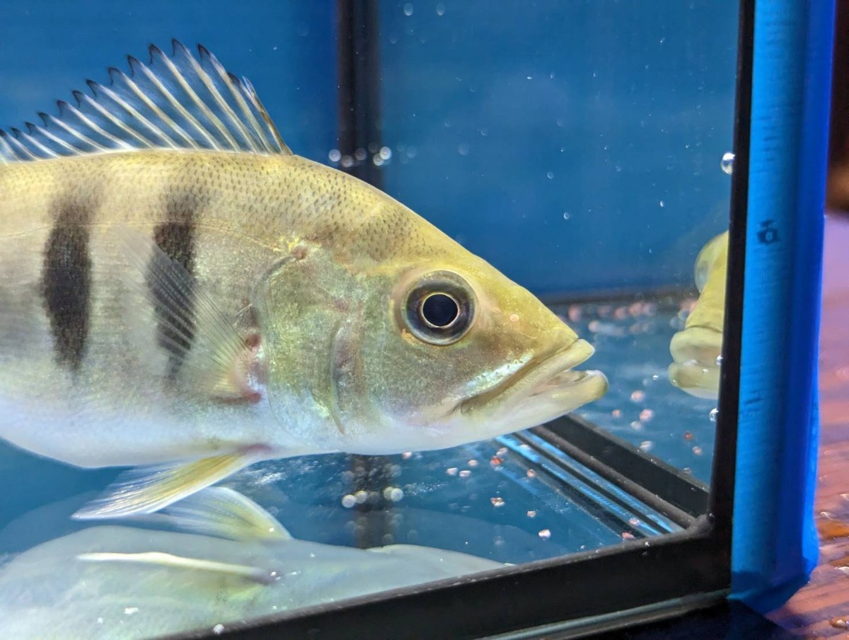 toto fish キクラ モノクルス 約16cm 食欲旺盛 発色きれい サイズ良し 