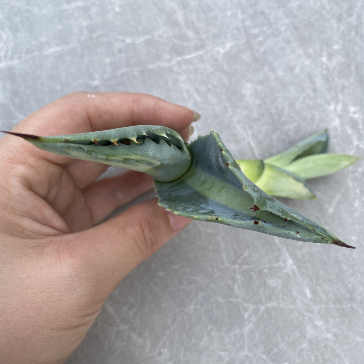 多肉植物 アガベ アメリカーナ 華厳 黄中斑 特大株 【公式通販】