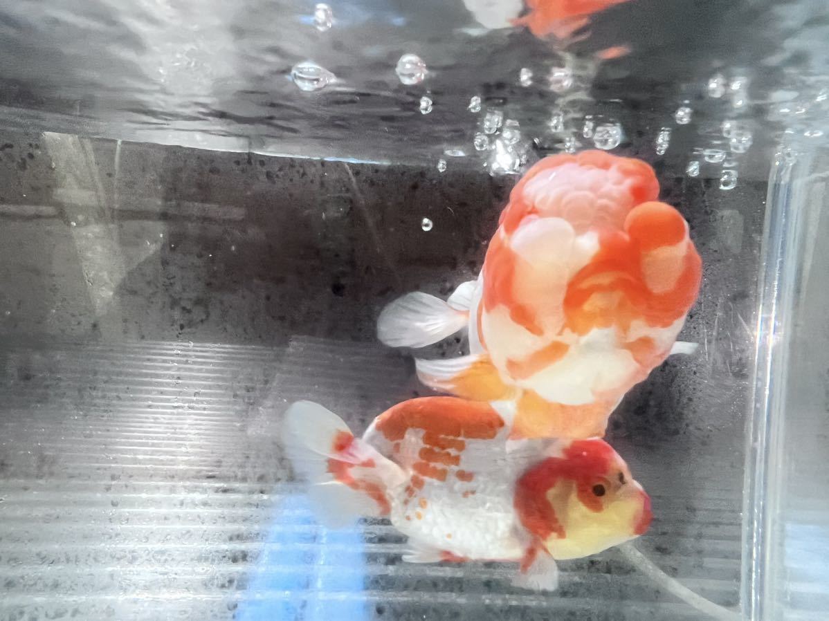 ☆らんちゅうわーくす☆ らんちゅう2歳魚 更紗2匹ペアセット 四