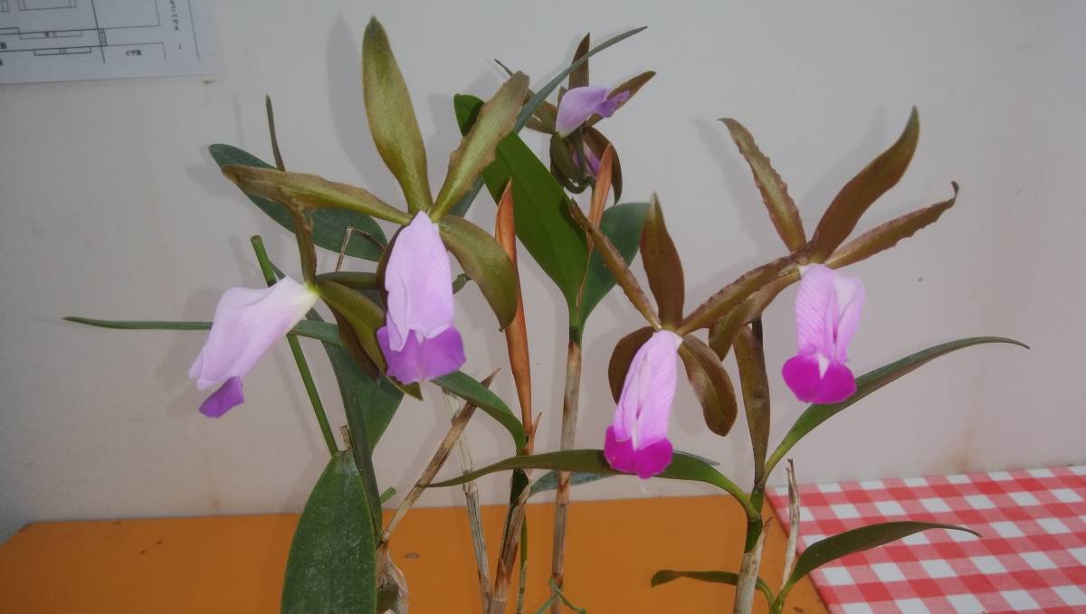 R-13　C. dormaniana　JP洋蘭 原種 カトレア　(R5-0702-R)