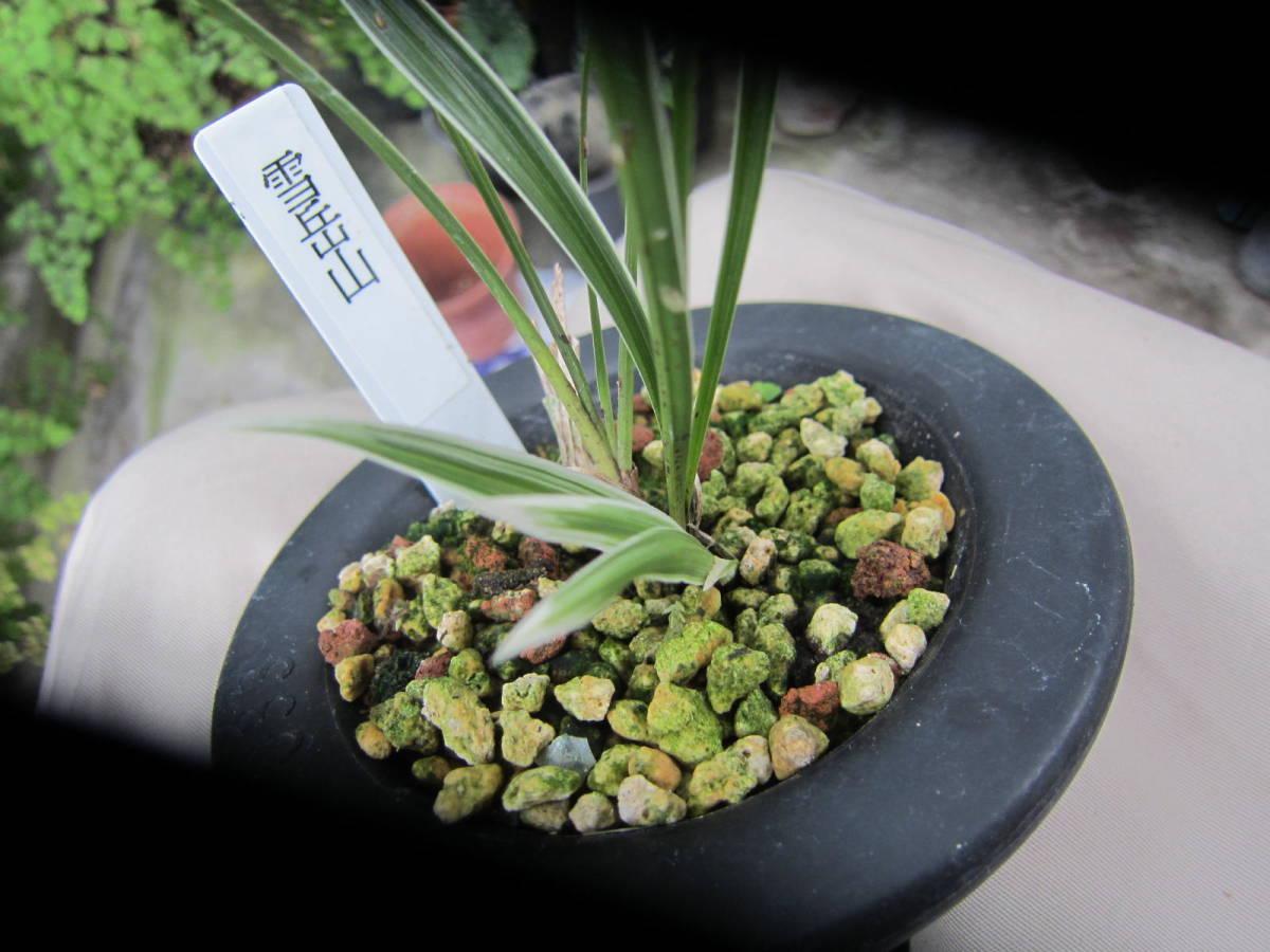 ☆韓国春蘭 立葉雪白大覆輪「雪岳山」上木 新木前々3