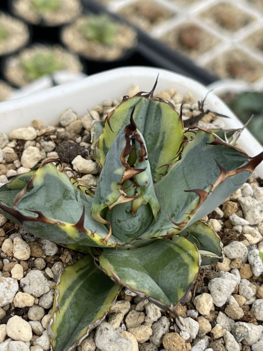 多肉植物アガベ ブルーボール錦（黄覆輪）ブラックダイヤモンド