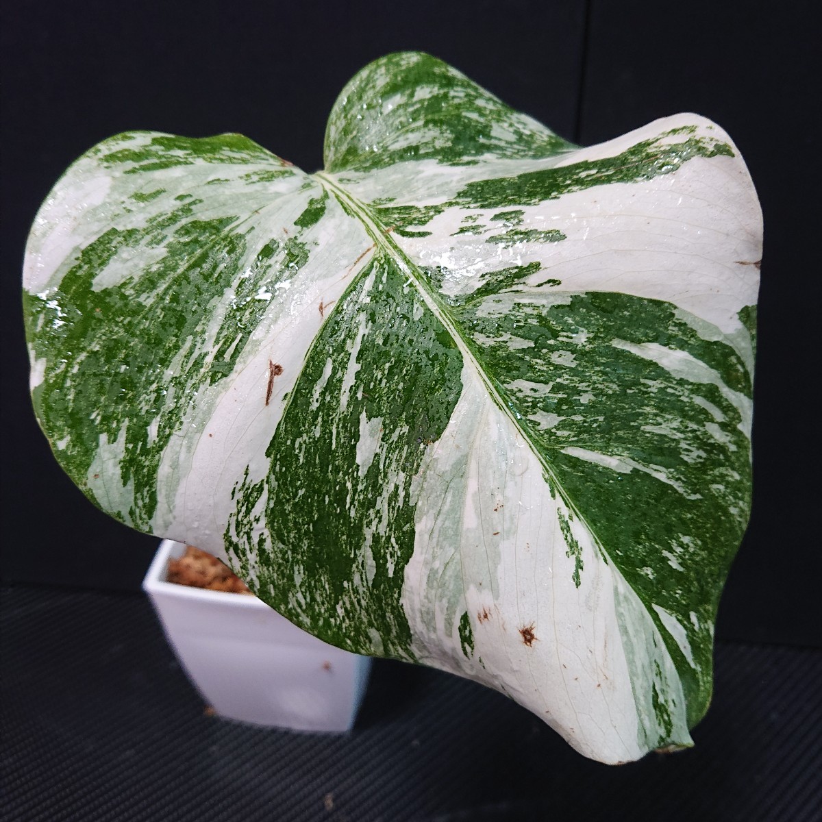 29　これぞホワイトタイガー♪　発根済み！　極上♪　斑入り　モンステラ　ホワイトタイガー　極斑入り ハーフムーン　散り斑