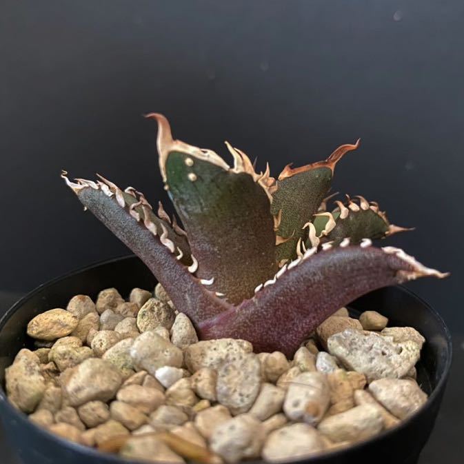 裏棘狂棘アガベ チタノタ レッドキャットウィーズル 'Red catweezle