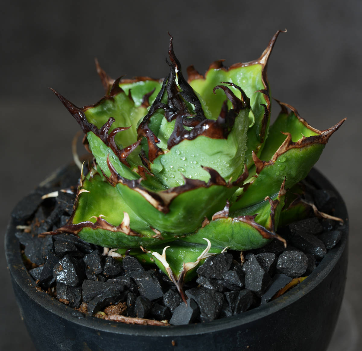 Yahoo!オークション 【AGAVE TITANOTA OSP産ハデス 小株】極上アガベ