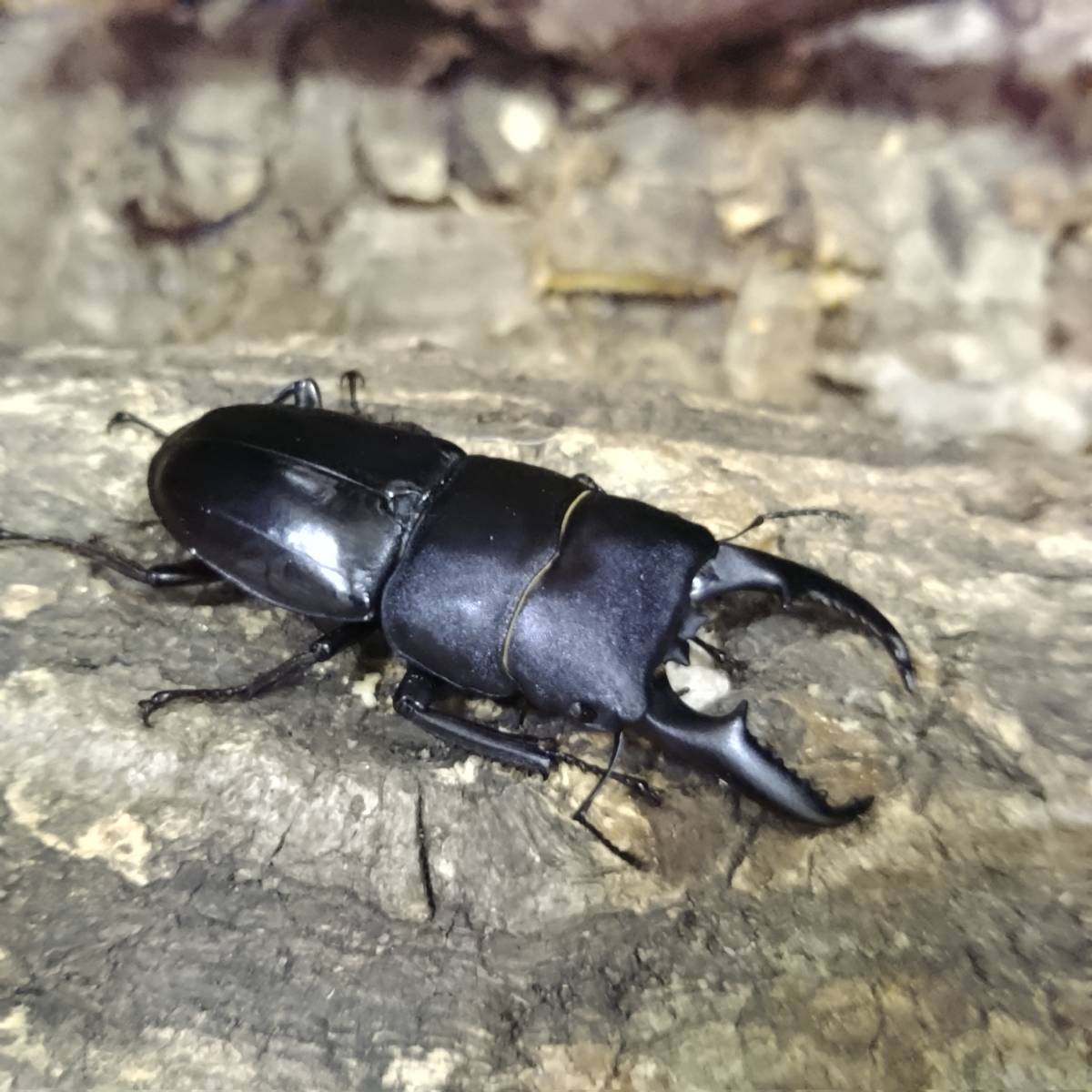 チャイロマルバネクワガタ 石垣島産 29.3mm♂+27.8mm♂+28.5mm