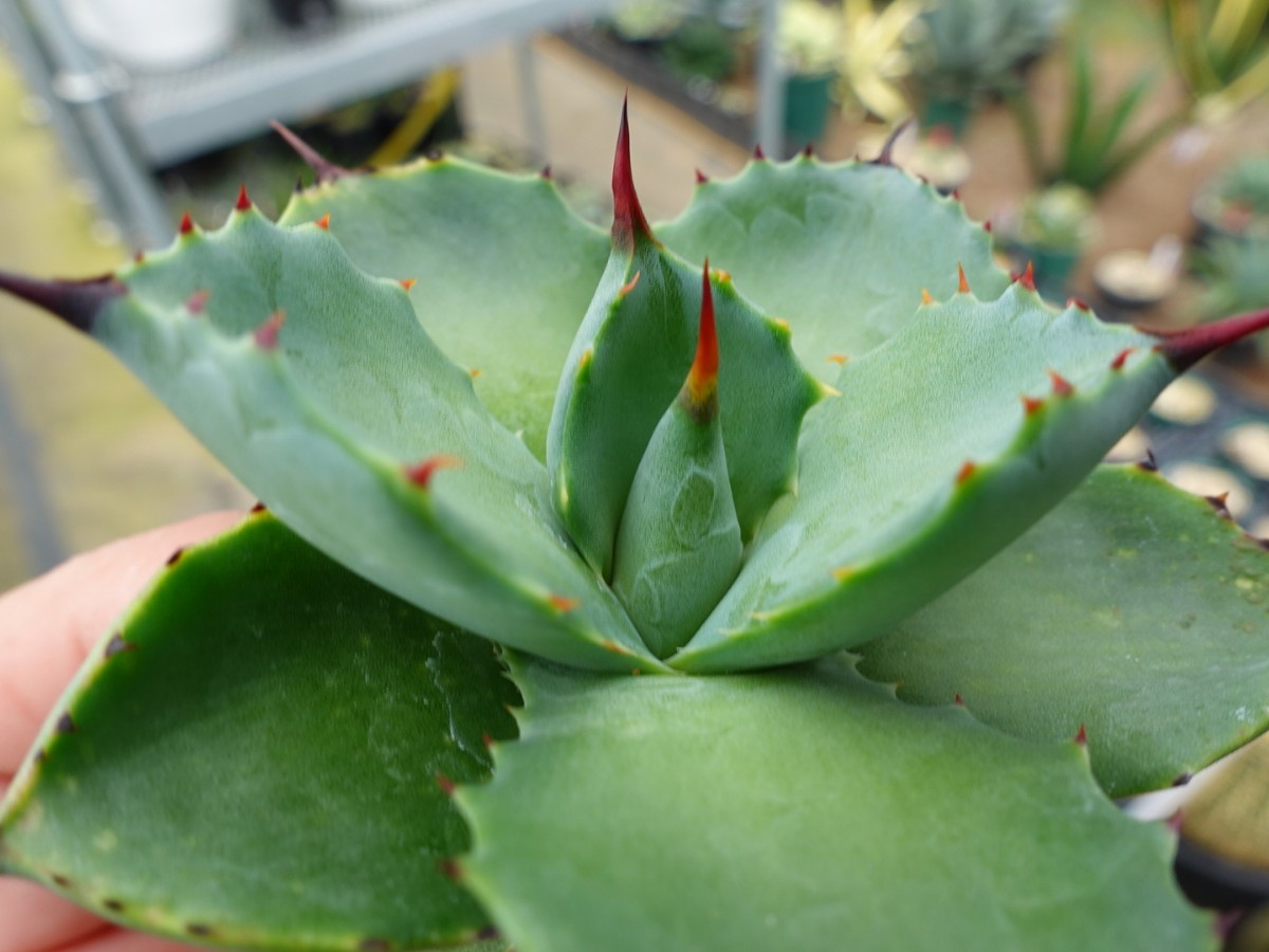 アガベ チタノタ 八荒雷神 ハイブリッド 特選 胴切り株 発根済み ②_2