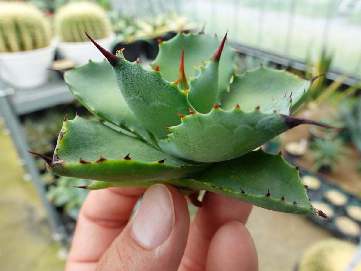 アガベ チタノタ 八荒雷神 ハイブリッド 特選 胴切り株 発根済み ②_3