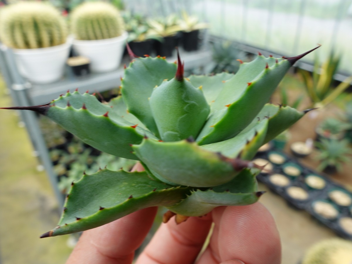 アガベ チタノタ 八荒雷神 ハイブリッド 特選 胴切り株 発根済み ②_4