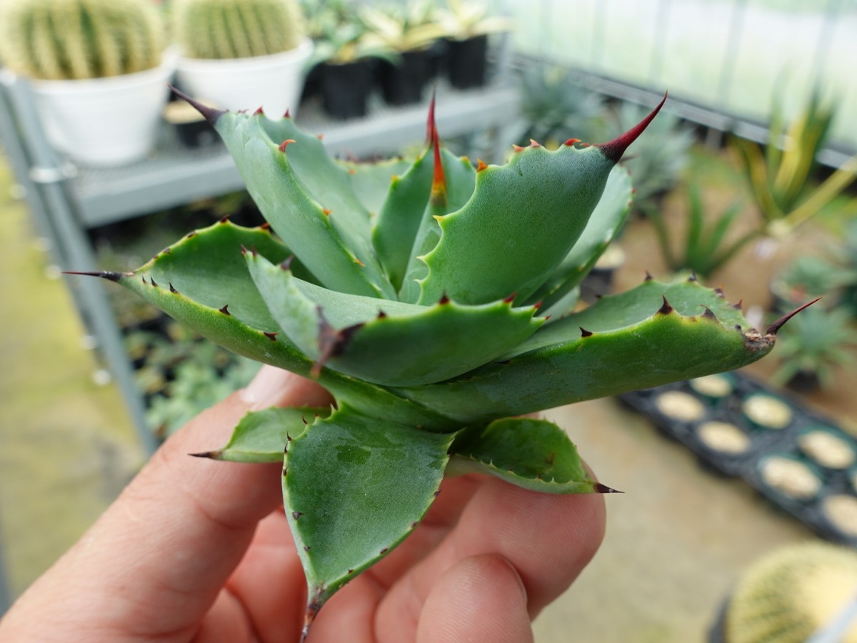 アガベ チタノタ 八荒雷神 ハイブリッド 特選 胴切り株 発根済み ②_6