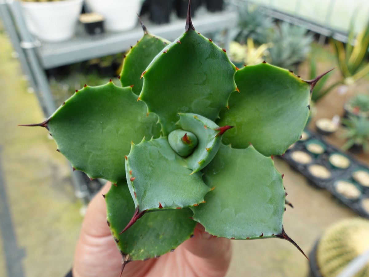 アガベ チタノタ 八荒雷神 ハイブリッド 特選 胴切り株 発根済み ②_7