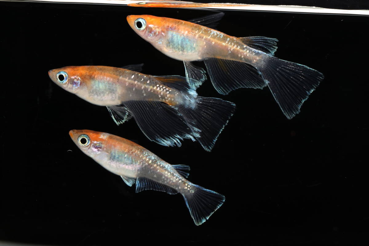 【Azuma】　◆最新品種◆　深紅のデーンモルフォリアルロングフィン（トリコロール）　◆　画像の1ペア＋ヘテロ♀1　計3匹　