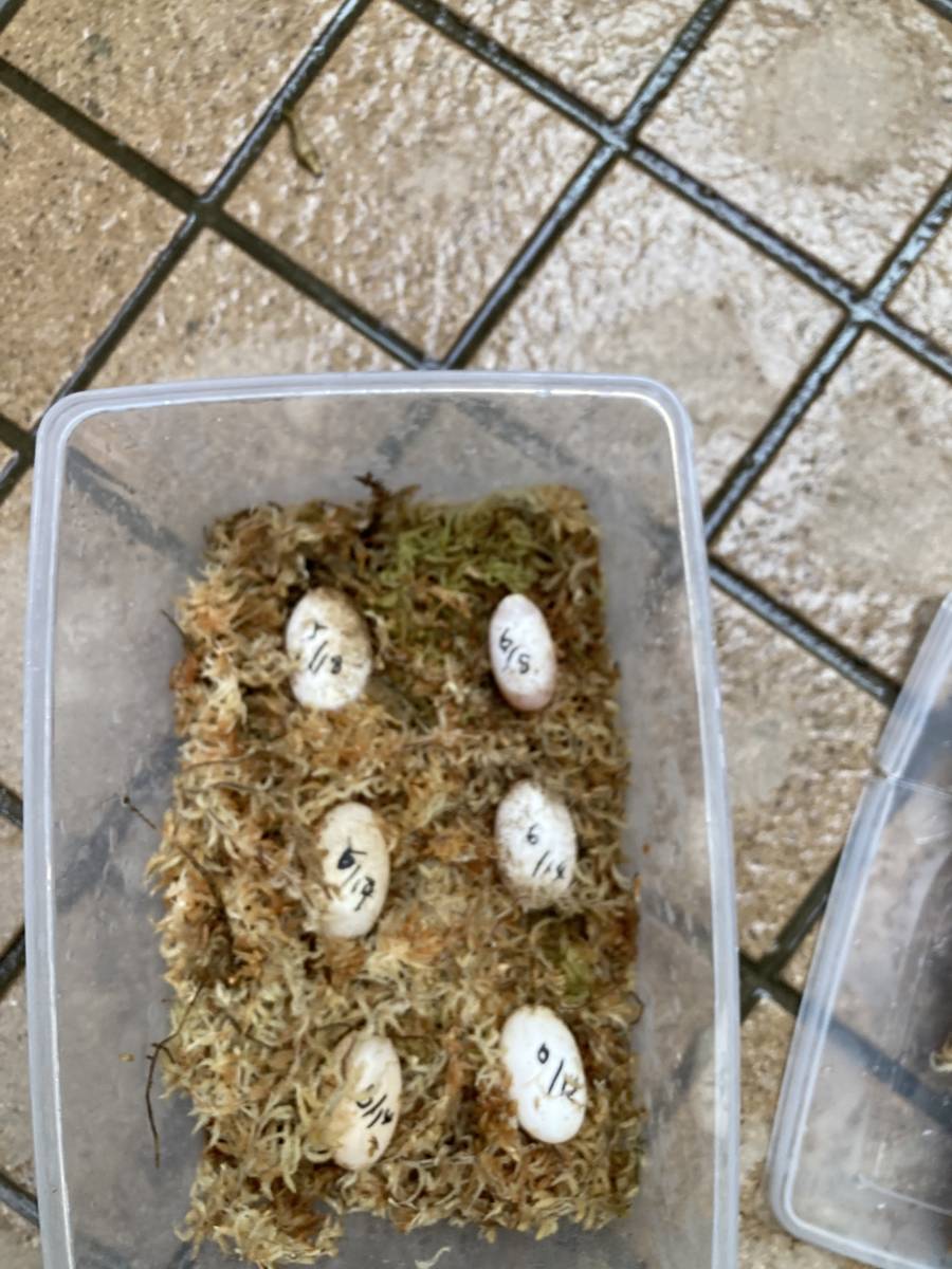 ニホンイシガメ 有精卵6個 ，食用