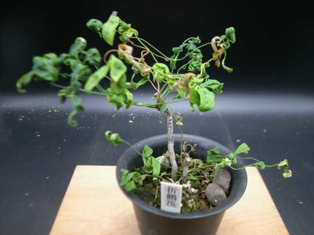 錦糸南天＜折鶴筏＞山野草、琴糸南天、富貴蘭、セッコク、古典植物、テラリウム、パルダリウム、レアプランツ、盆栽