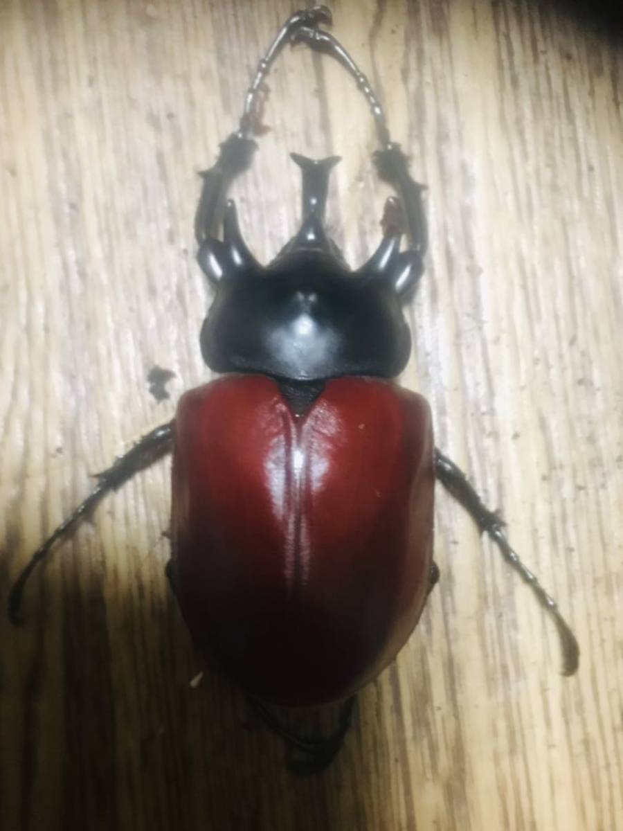 レックスゾウカブト(アクティオン ♂♀ペア 3 虫類 レックスゾウカブト