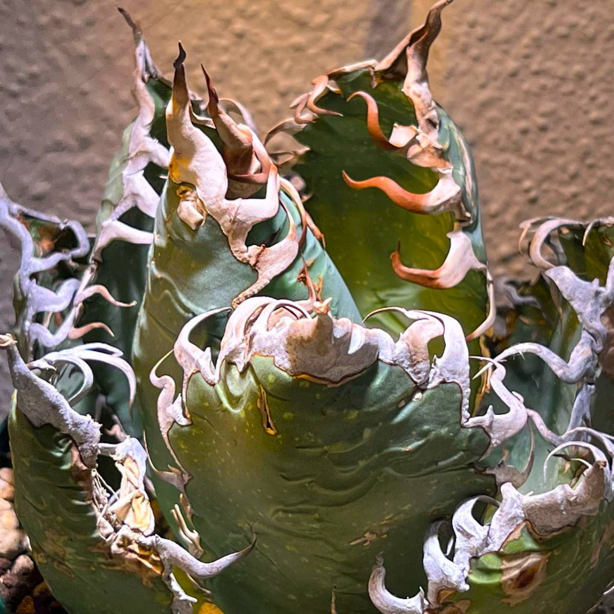 アガベスーパーチタノタ（極上株）超S級悪魔くんBAKEMONO激レア高級