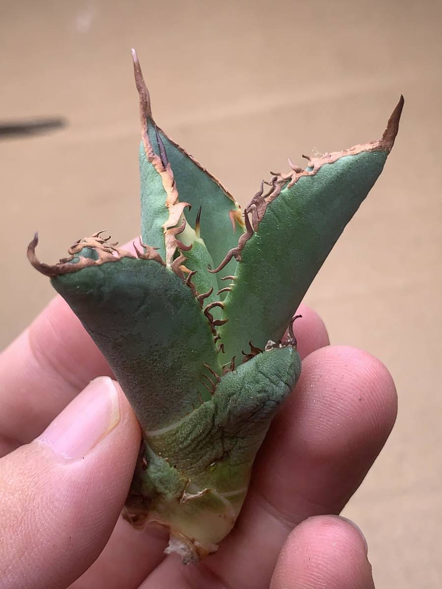 アガベスーパーチタノタ（極上株）超S級悪魔くんBAKEMONO激レア高級