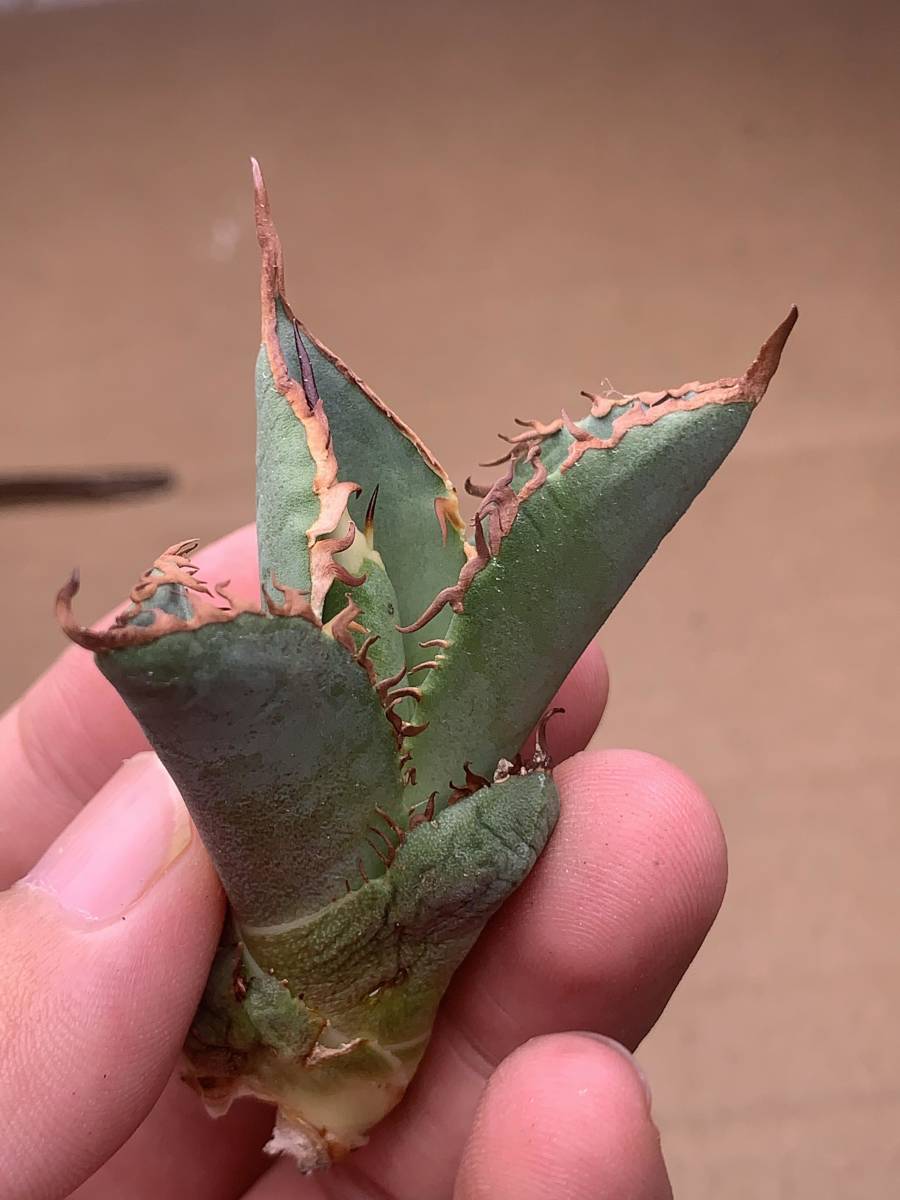 アガベスーパーチタノタ（極上株）超S級悪魔くんBAKEMONO激レア高級