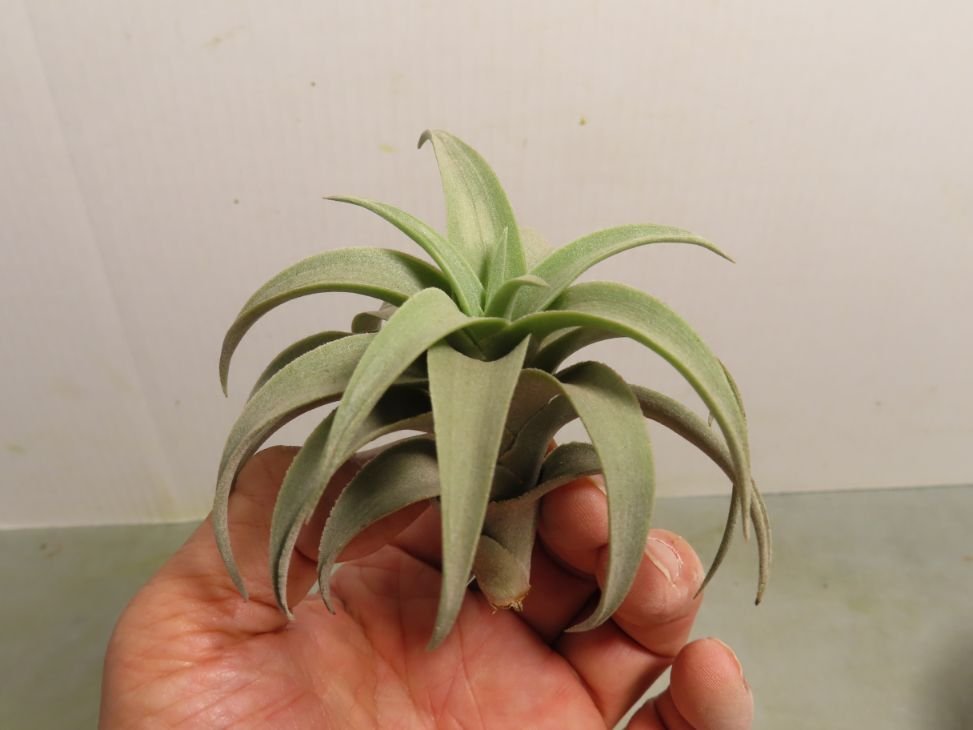コ647 「エアプランツ」tillandsia latifolia × edithae gigantea 抜き
