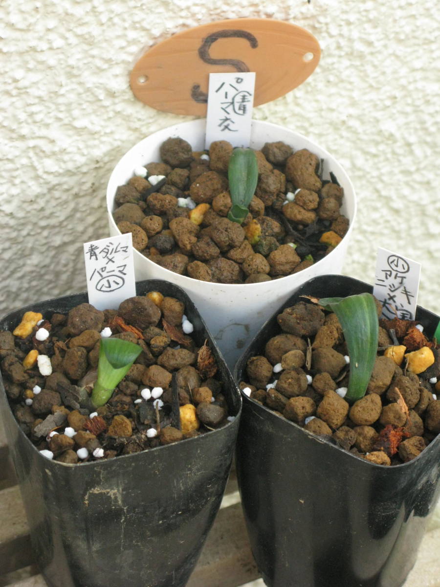 ★君子蘭★ 良形小型（Ｓ）