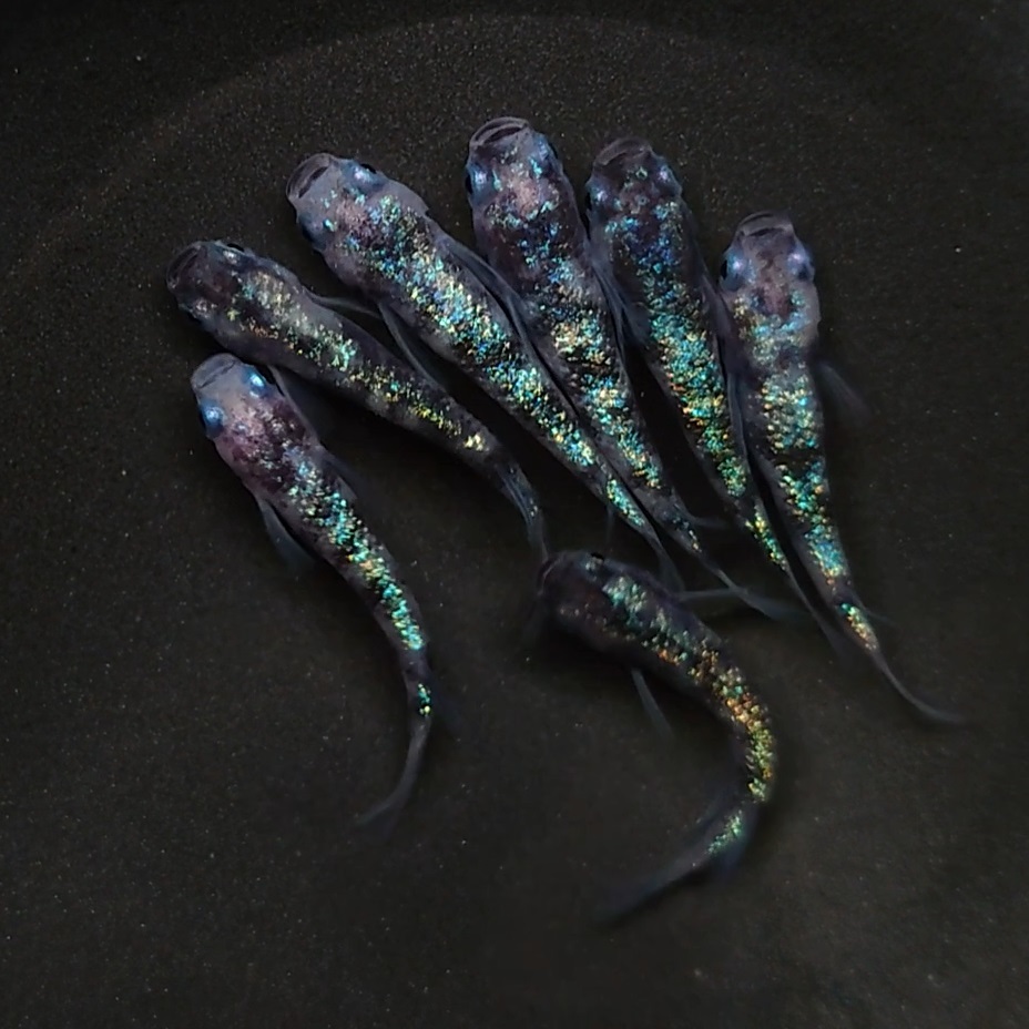 もちめだか】☆現物出品☆ 《白ブチラメ幹之サファイア系》3ペア