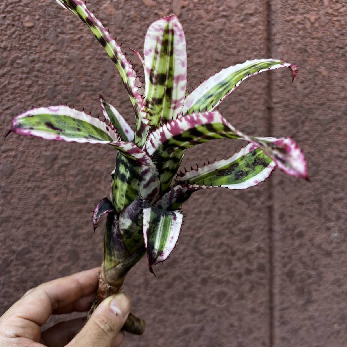 矢沢永吉 PM9 缶ケース レア